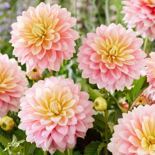 Dalia - Sheer Heaven