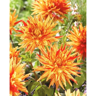 Dalia - Striped Vulcan - GIGA paczka! - 50 szt.