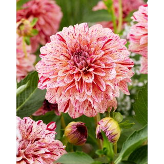 Dalia - Sturm 7981