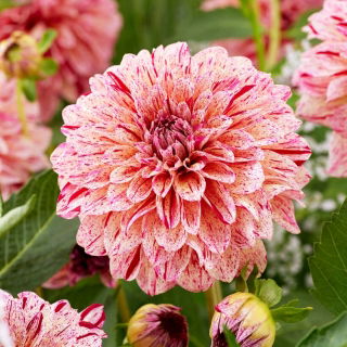 Dalia - Sturm 7981