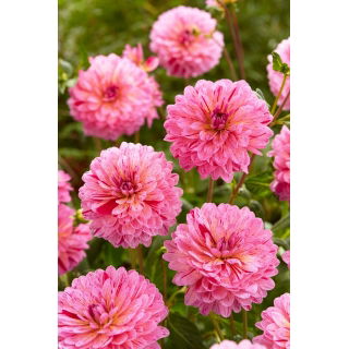 Dalia - Tropical - GIGA paczka! - 50 szt.