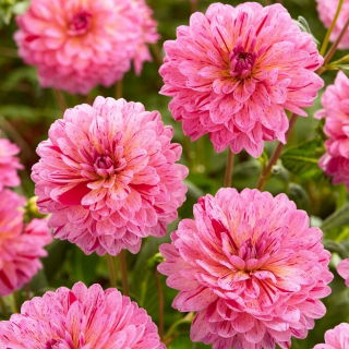 Dalia - Tropical - GIGA paczka! - 50 szt.
