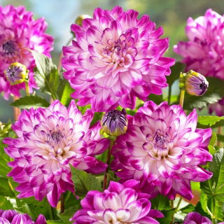 Dalia - Who Dun It - GIGA paczka! - 50 szt.