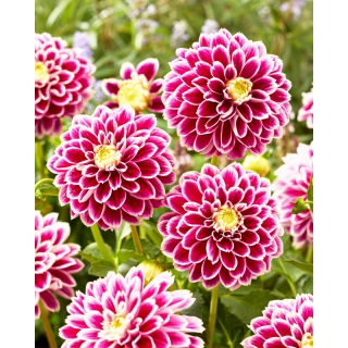 Dalia - Jowey Paradise - duża paczka! - 10 szt.