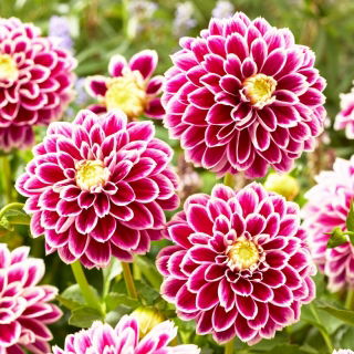 Dalia - Jowey Paradise - GIGA paczka! - 50 szt.