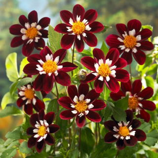 Dalia - Mary Eveline