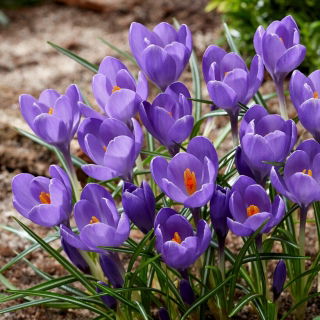 Krokus Aqua - 10 szt.