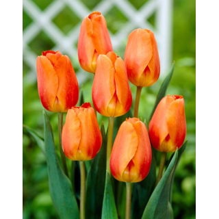Tulipan Lighting Sun - 5 szt.