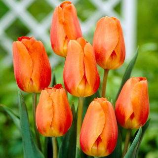 Tulipan Lighting Sun - GIGA paczka! - 250 szt.