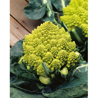 Kalafior Romanesco Natalino - o róży zielonej