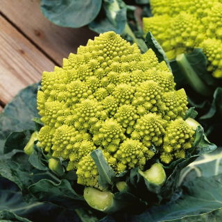 Kalafior Romanesco Natalino - o róży zielonej