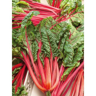 Burak liściowy Rhubarb Chard - czerwony