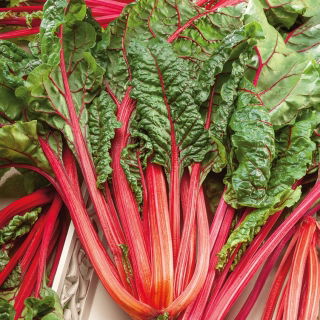 Burak liściowy Rhubarb Chard - czerwony