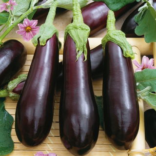 Oberżyna, Bakłażan Violetta Lunga 3