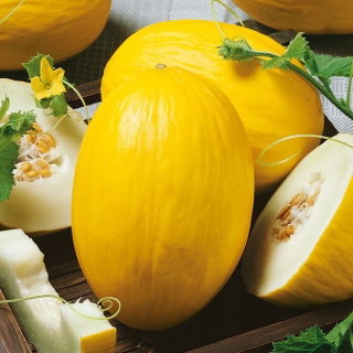 Melon Yellow Canary 2 - wczesny, żółty, owalny, bardzo słodki i aromatyczny