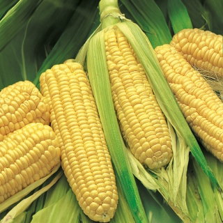 Kukurydza cukrowa Złota Karłowa