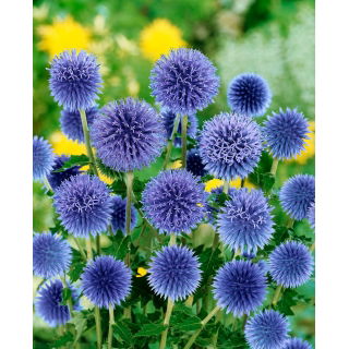 Przegorzan pospolity - Echinops ritro - niebieski - GIGA paczka! - 50 szt.