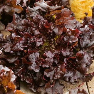 Sałata Red Salad Bowl - dębolistna