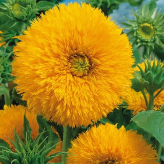 Słonecznik ozdobny - Sungold Tall - 100 gram
