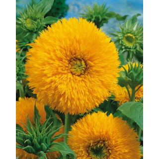 Słonecznik ozdobny - Sungold Tall - 100 gram