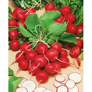 Rzodkiewka Cherry Belle   (czerwona) - b. wczesna - 100 g