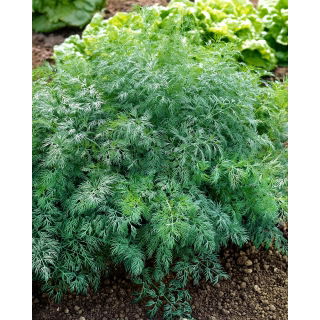 Koper Monarch - 500 g