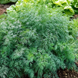 Koper Monarch - 500 g