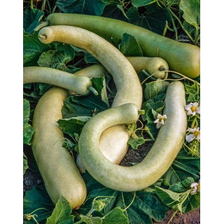 Tykwa pospolita Sicilian Snake