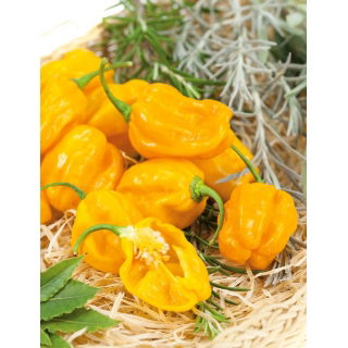Papryka Habanero Yellow - ostra, żółta