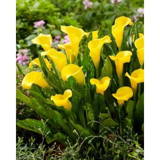 Calla Sunclub - GIGA paczka! - 50 szt.