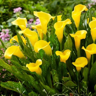 Calla Sunclub - GIGA paczka! - 50 szt.