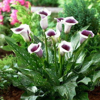 Calla Vermeer - GIGA paczka! - 50 szt.