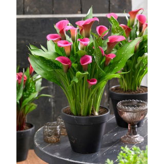 Calla Zazu - GIGA paczka! - 50 szt.