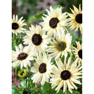 Słonecznik ogórkolistny - Italian White - 100 gram