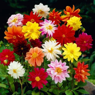 Dalia - Unwin mix