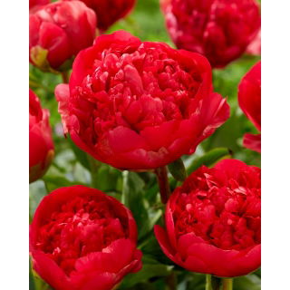 Piwonia, Paeonia - Command Performance - sadzonka
