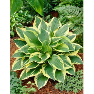 Funkia - Hosta Anne - duża paczka! - 10 szt.