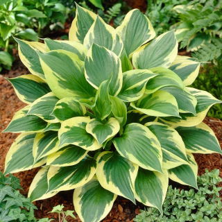 Funkia - Hosta Anne - duża paczka! - 10 szt.