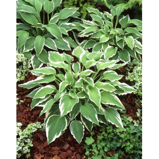 Funkia - Hosta Antioch - GIGA paczka! - 50 szt.
