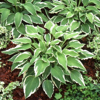 Funkia - Hosta Antioch