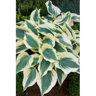 Funkia - Hosta Fim Line - duża paczka! - 10 szt.