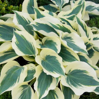 Funkia - Hosta Fim Line - duża paczka! - 10 szt.