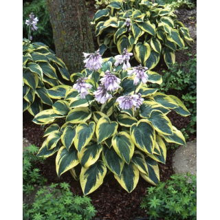 Funkia - Hosta Wide Brim - duża paczka! - 10 szt.