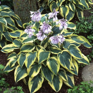 Funkia - Hosta Wide Brim - duża paczka! - 10 szt.