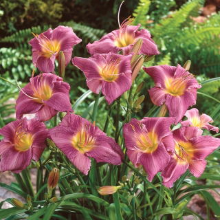 Liliowiec Prairie Blue Eyes - GIGA paczka! - 50 szt.