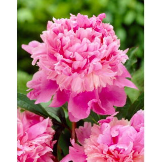 Piwonia, Paeonia - Monsieur Jules Elie - sadzonka - GIGA paczka! - 50 szt.