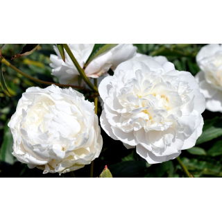 Piwonia, Paeonia - Snow Supreme - sadzonka - GIGA paczka! - 50 szt.