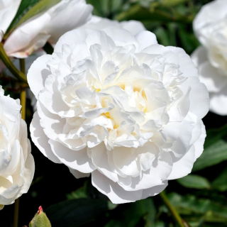 Piwonia, Paeonia - Snow Supreme - sadzonka