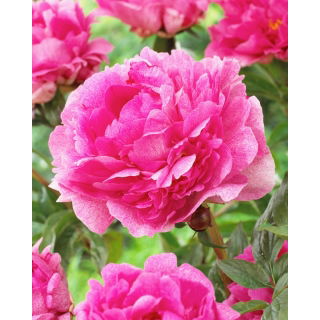Piwonia, Paeonia - The Fawn - sadzonka - duża paczka! - 10 szt.