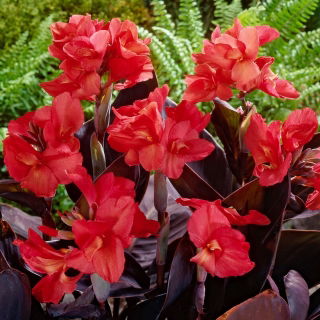 Kanna - Red Futurity